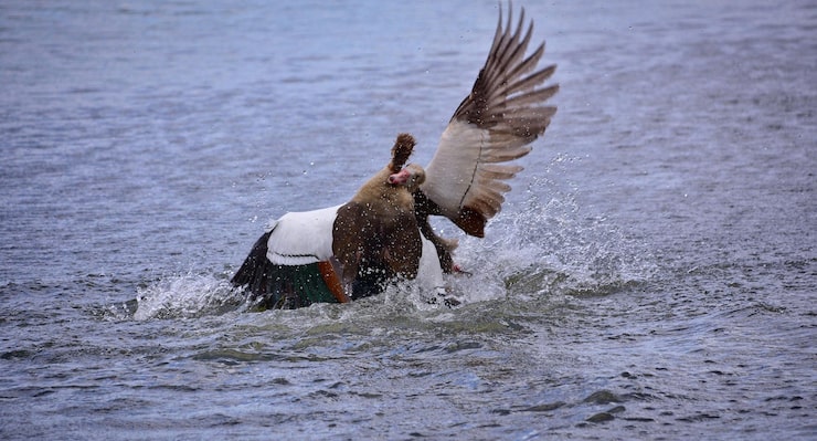 Family-Friendly Hunting Services in Arkansas: Create Unforgettable Waterfowl Memories